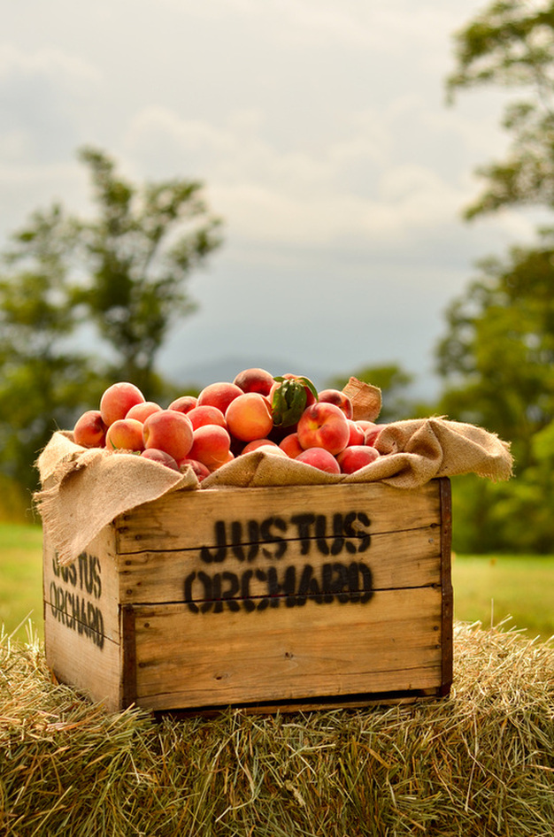 Justus Orchards